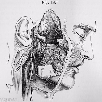 Antique 1879 Anatomy Dissection Medical Book by Ellis, 249 Anatomy Illustrations