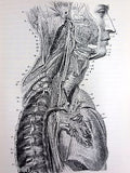 Antique 1893 Anatomy Dissections Medical Book by Heath, 329 Engravings on Wood