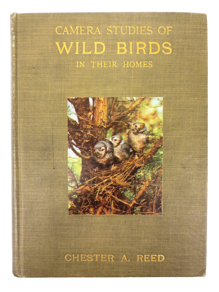 Antique 1911 Wild Birds Book Chester Albert Reed Ornithologist 200 Illustrations
