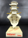 Vintage Coccyx Bone Medical Display Advertising Articulated for Voltaren Antiarthritic Pain Reliever, Pharmacy Salesman, Doctor's Office