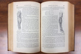 Antique 1856 Human Anatomy Dissection Illustrated Medical Book by Doctor Erasmus Wilson, 251 Illustrations by Gilbert, Blanchard and Lea
