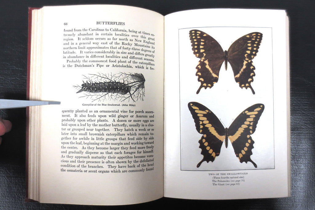 Antique 1917 Butterflies Worth Knowing Book by Clarence Weed, 32 Color Plates